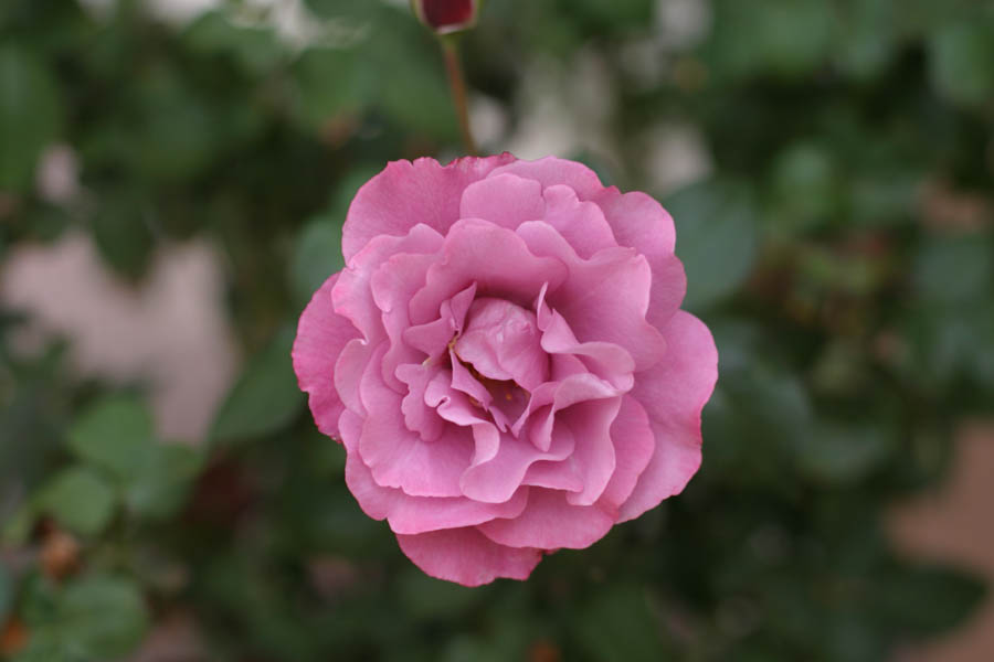 Still Young Mauve Rose Bloom (50mm, f/2.8, 1/400 sec) <!--106_0700.CRW-->
